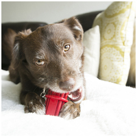 Kong Dental Sticks fogtisztító rúd kutyáknak #4