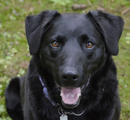 Biogance Dark Black Shampoo | Fekete szőrű kutyák fürdetéséhez