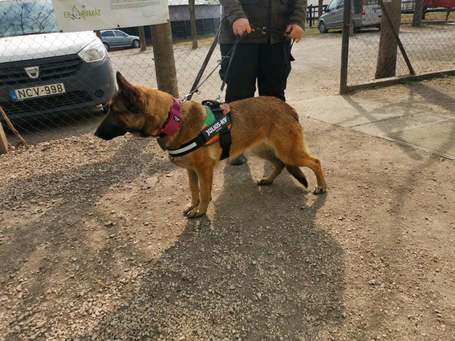 Kira, 3 éves, 61 cm magas, szuka