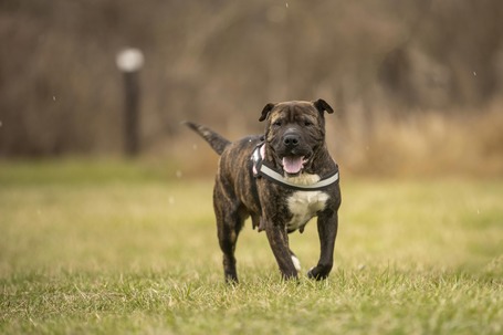 Suzy, négy éves, közepes méretű szuka