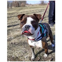 Morpheus, 7 éves, 50 cm magas, boxer mix, kan #7