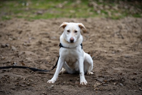 Odett, árva leány kutya
