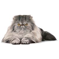 Royal Canin Persian Adult - Perzsa felnőtt macska száraz táp #10