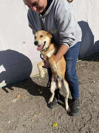 Showzsák, 6 hónapos keverék fiúcska