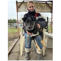 Hektor, kan kutyus gazdit keres #6