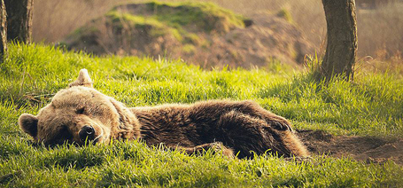 Hamarosan 11. Medve-kupa a veresegyházi Medveotthonban