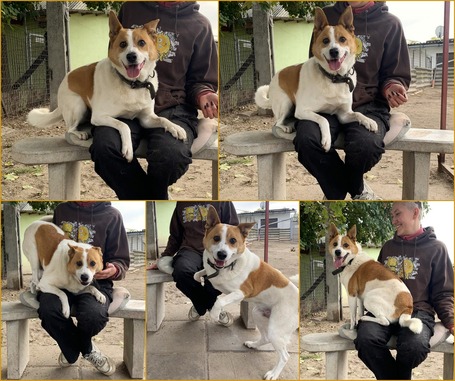 Foltos, 9 éves ivartalanított kan