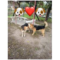 Sally, 5 éves ivartalanított szuka #9