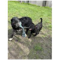 Széna, 1 éves kan #5