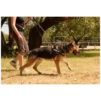 Marsall, egy éves, kan #4