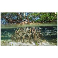 Mangrove mocsári gyökér akvárium dekoráció #11