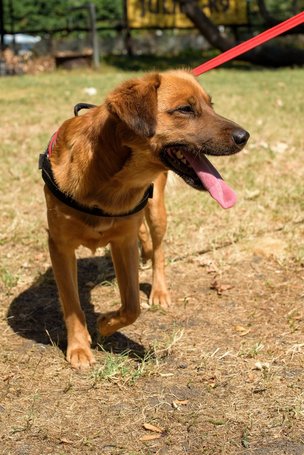 Plútó, hat hónapos, kan