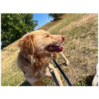 Wall-e, két éves, kan #3