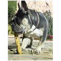 Burgimmune kávéfa rágóbot kutyáknak #3