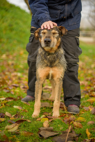 Pongó, 7 éves, kan