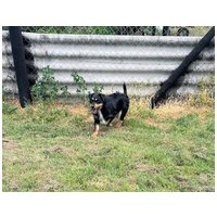 Oli, 2 éves, 47 cm magas, kan #3