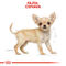 Royal Canin Chihuahua Junior - Csivava kölyök kutya száraz táp