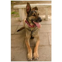 Kajla, 4 éves, 65 cm magas, kan #7