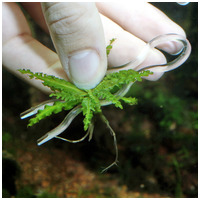 JBL ProScape Plantis ültetőcsipesz (növény rögzítő) #3