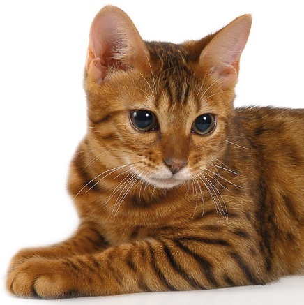 Flatazor Protect Cat Urinary - zoom