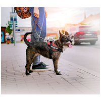 Julius-K9 IDC piros powerhám kutyáknak #6