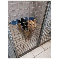 Sajó, 3 éves, 51 cm magas, németjuhász keverék, kan #10