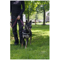 Hektor, kan kutyus gazdit keres #14