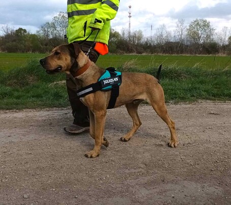 Vilinger, ivartalanított kan