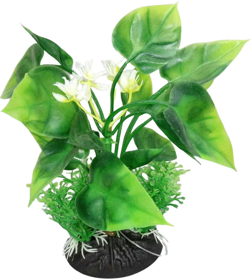 Plantă acvariu frunze inimă, flori albe, plante verzi