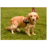 Railey, két éves, kan #6