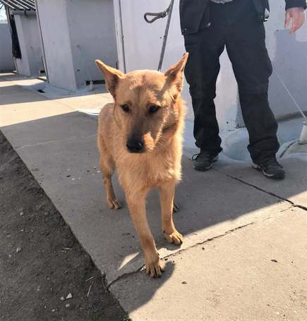 Titusz, 1 éves, 50 cm magas, kan