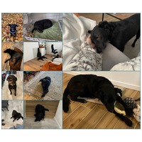 Ábel, 4 éves, 55 cm magas, kan #2