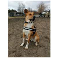 Hajni, 1 éves, közepes méretű, szuka #6