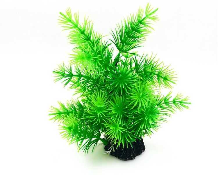 Plantă ornamentală pentru acvariu cu ace mici verzi