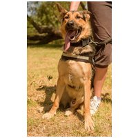 Marsall, egy éves, kan #2