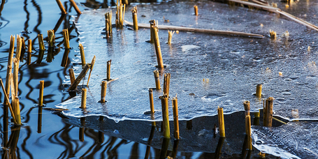 A kerti tó tavaszi karbantartása