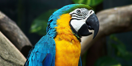 Agyuk egy különálló szelete teszi képessé a papagájokat a beszédre