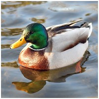 Food Studio Free Range Duck Sauce with Liver & Carrot #12