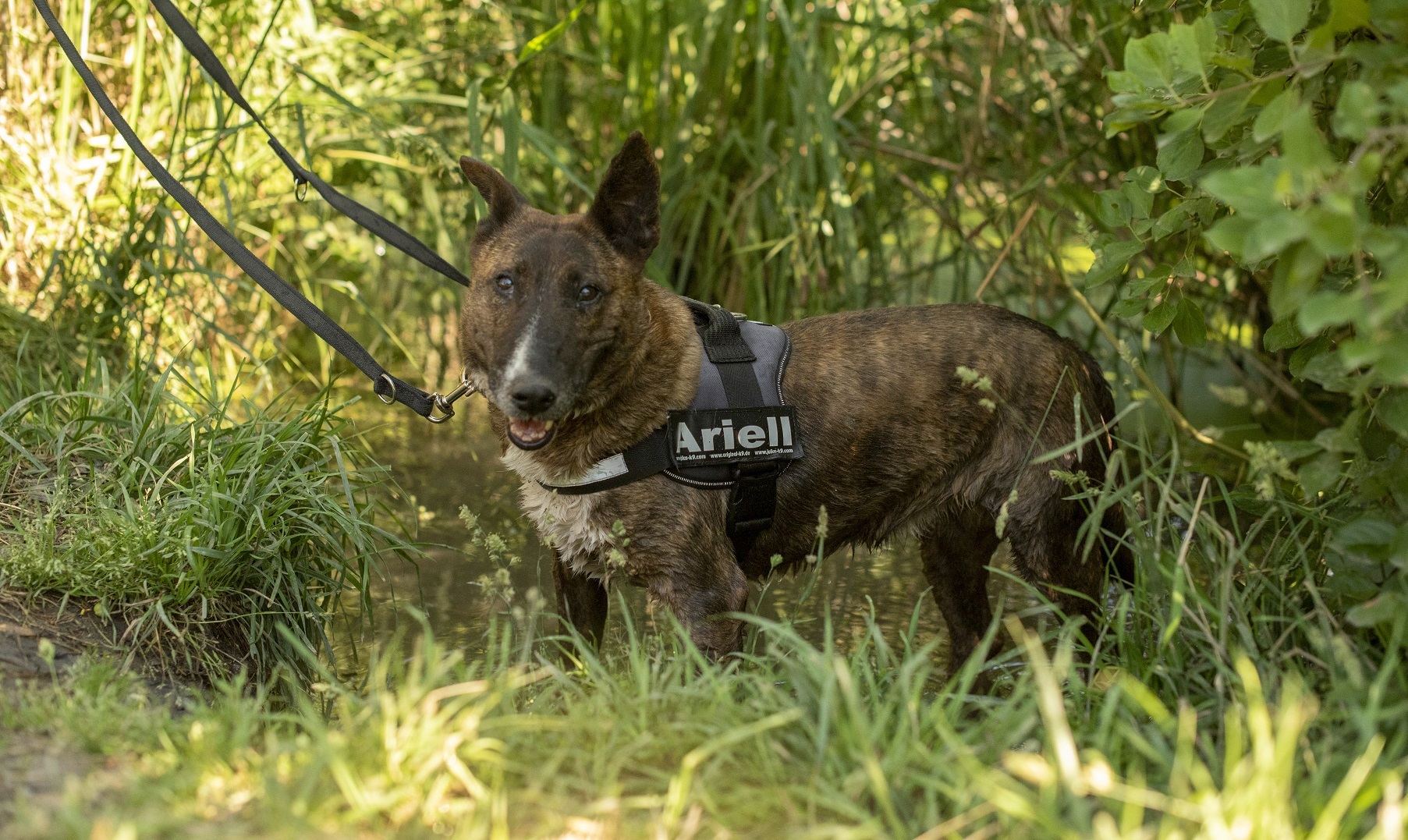 Ariell, femelă, 47 cm, 9 ani - zoom