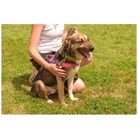 Chuck, 6 éves, 46 cm magas, kan #4