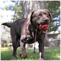 Kong Wavz Bunjiball kutyajáték #2