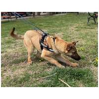 Kelly, 10 hónapos, szuka #3