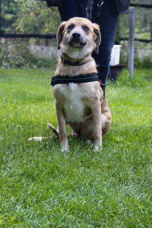 Kira, 2 éves szuka kutyus