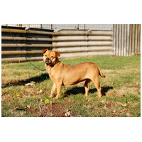 Mochi, 2 éves ivartalanított szuka #3