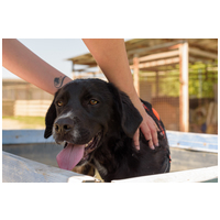 Tutyi, kilenc hónapos, kan #5