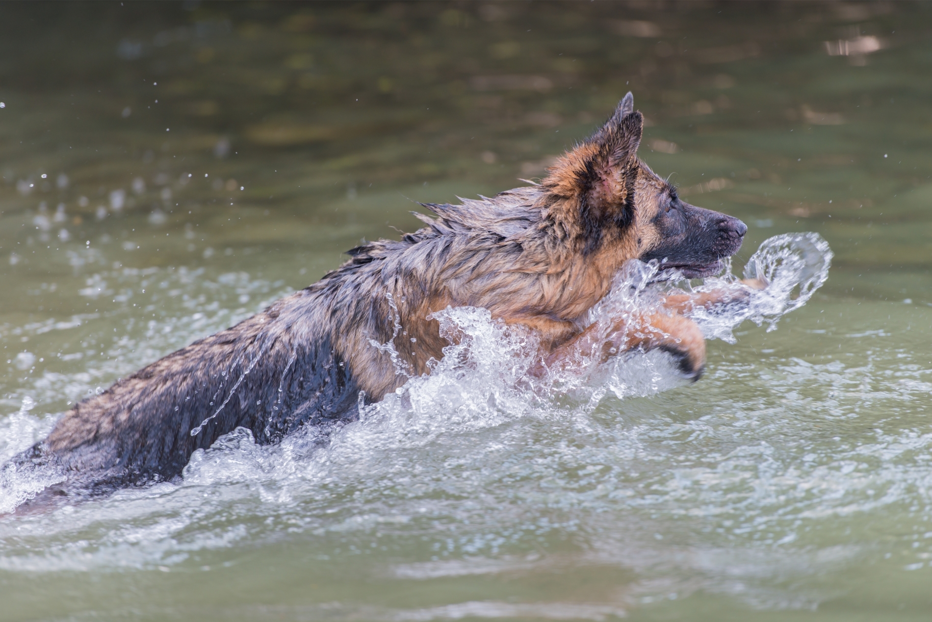 Câine Ciobănesc German în apă