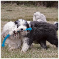 Kong Safestix kutyajáték #3