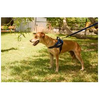 Sam, két éves kan #4