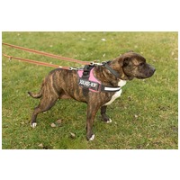 Suzy, négy éves, közepes méretű szuka #5