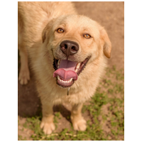 Kasmír, egy éves, kan #5